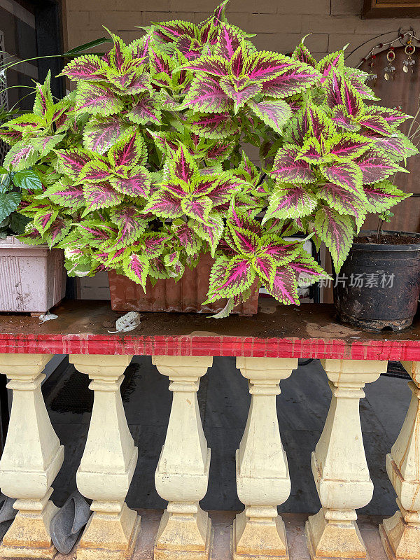 露天栏杆上的陶土花盆里生长着色堇(Coleus scutellarioides)的嫩芽和粉红色和绿色叶子，这是前景的重点